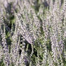 Вереск обыкновенный Silver Knight