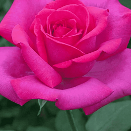 Роза Чайно-гибридная Velasquez