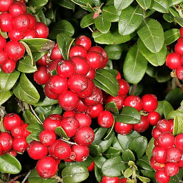 Брусника Руно Билявски