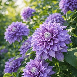 Клематис Diamantina