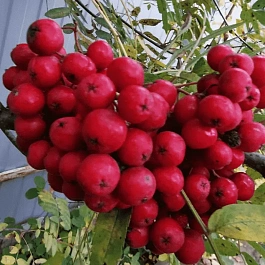 Рябина Вефед