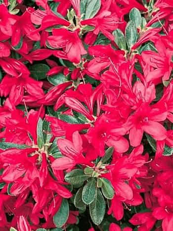 Азалия японская Toreador