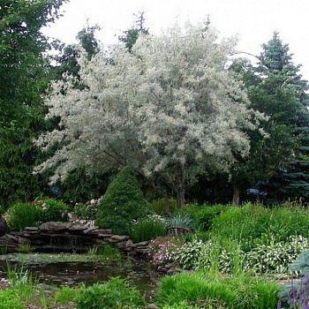 Лох узколистный Ангустифолия