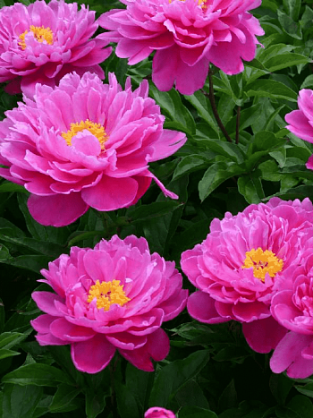 Пион травянистый Nice Gal