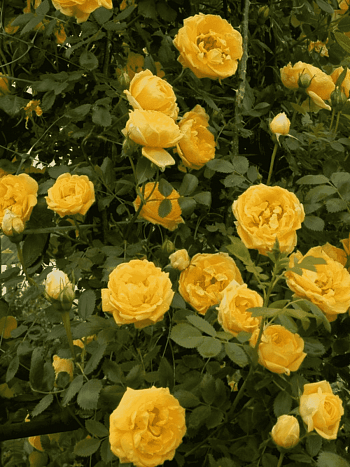 Роза Плетистая Goldstern