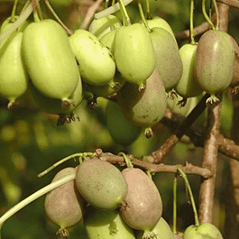 Актинидия Аргута Lucy