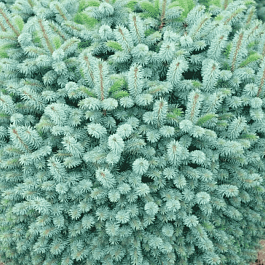 Ель ситхинская Midget