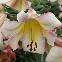 Лилия ОТ-гибрид Бейджинг Мун НАБОР 2ШТ (2+2) Лилия ОТ-гибрид Бейджинг Мун НАБОР 2ШТ (2+2)