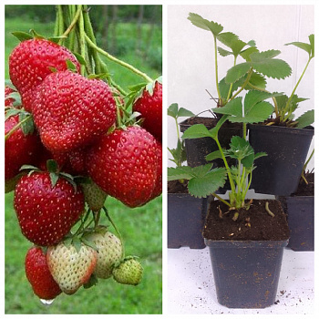 Земляника садовая Зенга Гигана НАБОР 5ШТ