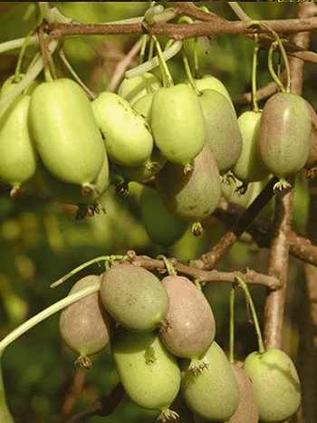 Актинидия Аргута Lucy