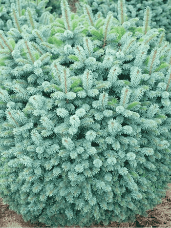 Ель ситхинская Midget