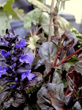 Живучка ползучая Mahagony