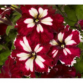 Петуния грандифлора Кан кан Арлекин Бургунди