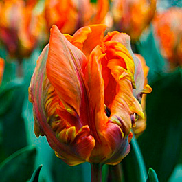 Тюльпан попугайный  Принцесс Ирэн Пэррот