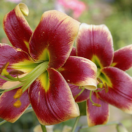 Лилия ОТ-гибрид Дебби НАБОР 2ШТ (2+2)