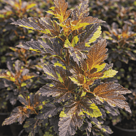 Пузыреплодник калинолистный Salamandra