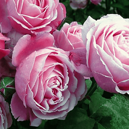 Роза кустовая Dieter Muller