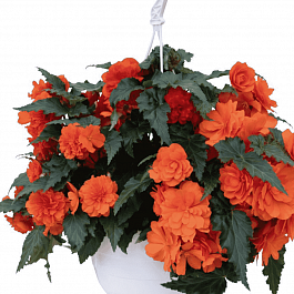 Бегония Orange