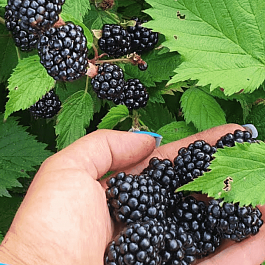 Ежевика Caddo