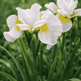 Ирис сибирский Lemon Veil