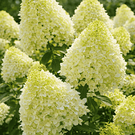 Гортензия метельчатая Skyfall