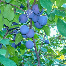 Слива домашняя Яичная Синяя