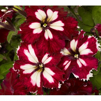 Петуния грандифлора Кан кан Арлекин Бургунди