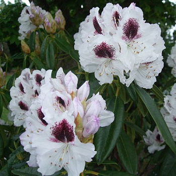 Рододендрон гибридный Сафо