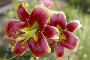 Лилия ОТ-гибрид Дебби НАБОР 2ШТ (2+2)