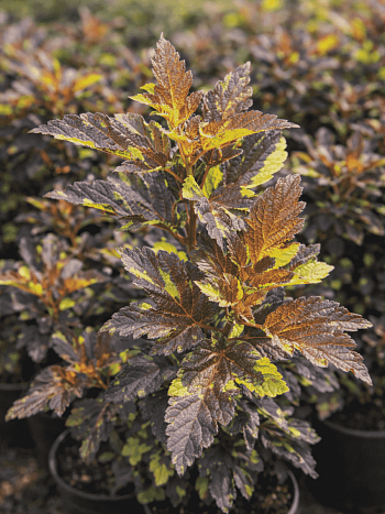 Пузыреплодник калинолистный Salamandra