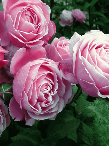 Роза кустовая Dieter Muller