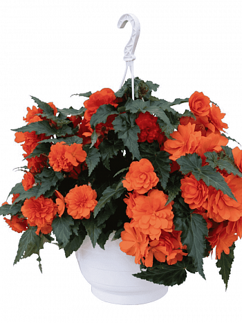 Бегония Orange
