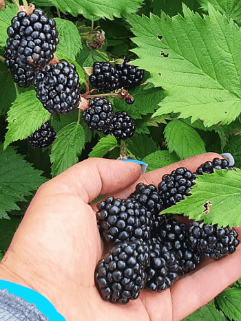 Ежевика Caddo