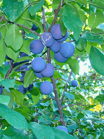 Слива домашняя Яичная Синяя