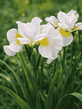Ирис сибирский Lemon Veil