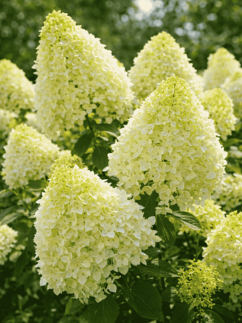 Гортензия метельчатая Skyfall