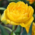 Тюльпан Yellow Pomponette