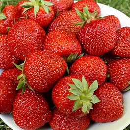 Земляника садовая Сага Земляника садовая Сага