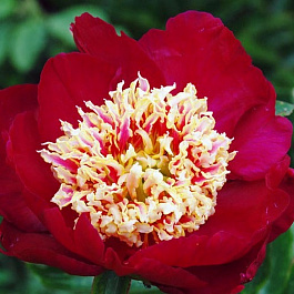 Пион травянистый Сорд Данс