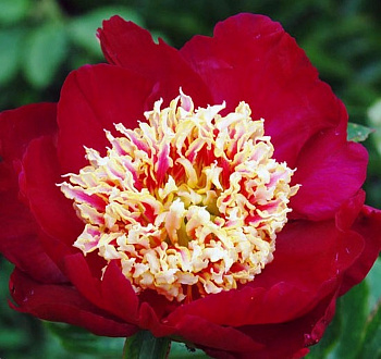 Пион травянистый Сорд Данс