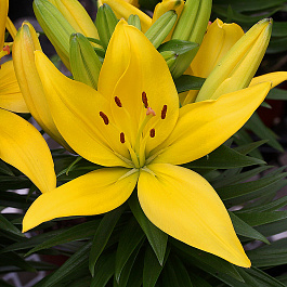 Лилия азиатская Мона