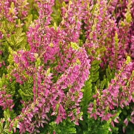 Вереск обыкновенный Anna Sofia