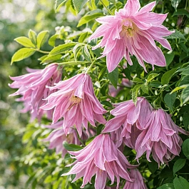 Клематис Ballet Skirt