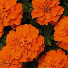 Бархатцы отклоненные Бонанза Оранж