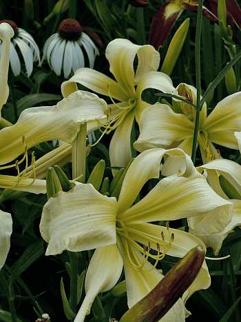 Лилейник Desert Icicle