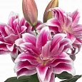 Лилия Roselily Olympia