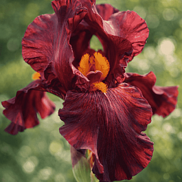 Ирис германский Respectable