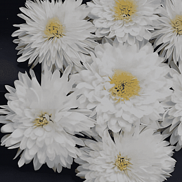 Хризантема корейская Панда