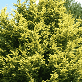 Тис ягодный Aurea Decora