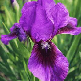 Ирис карликовый Yo Yo